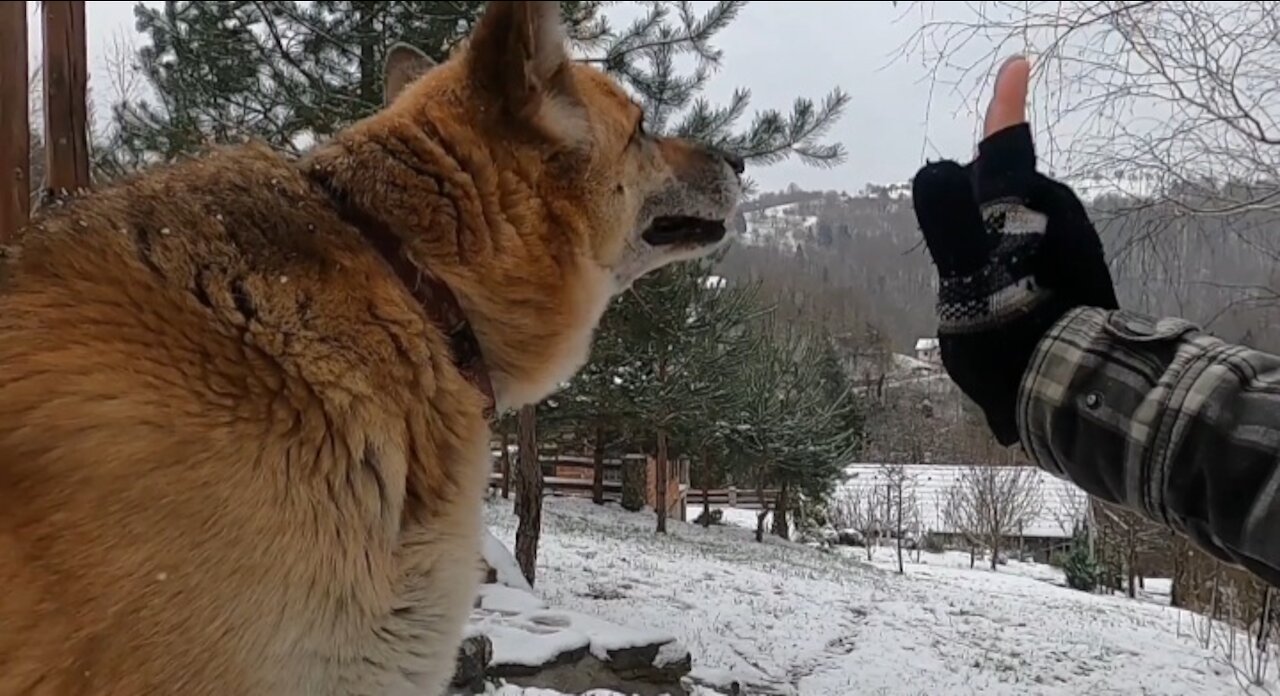 Dog is scolded and apologizes. How cute.