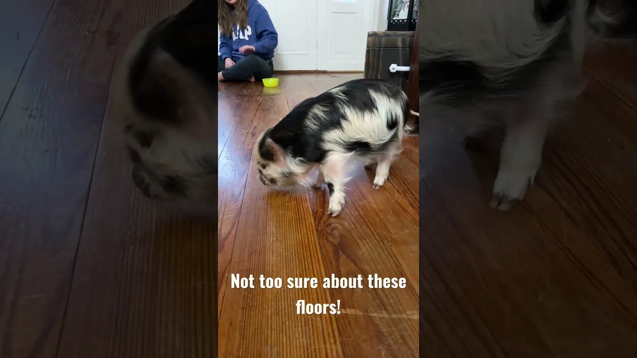 🐽 🐽 Our #runt is getting used to hardwood flooring! #kunekune #pigs #farmlife #cute