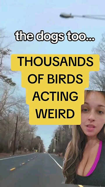 Thousands of birds acting weird #birds #dogs #breakingnews #fy #fyp #fypシ #fypシ゚viral
