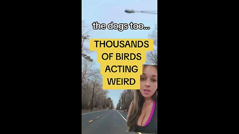 Thousands of birds acting weird #birds #dogs #breakingnews #fy #fyp #fypシ #fypシ゚viral