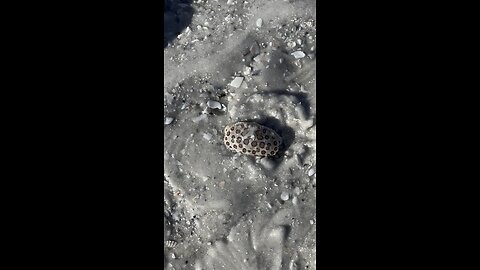 Freeing A Calico Crab From Water Bottle Part 2 #CalicoCrab #Release #MarcoIsland #ResidentsBeach #4K