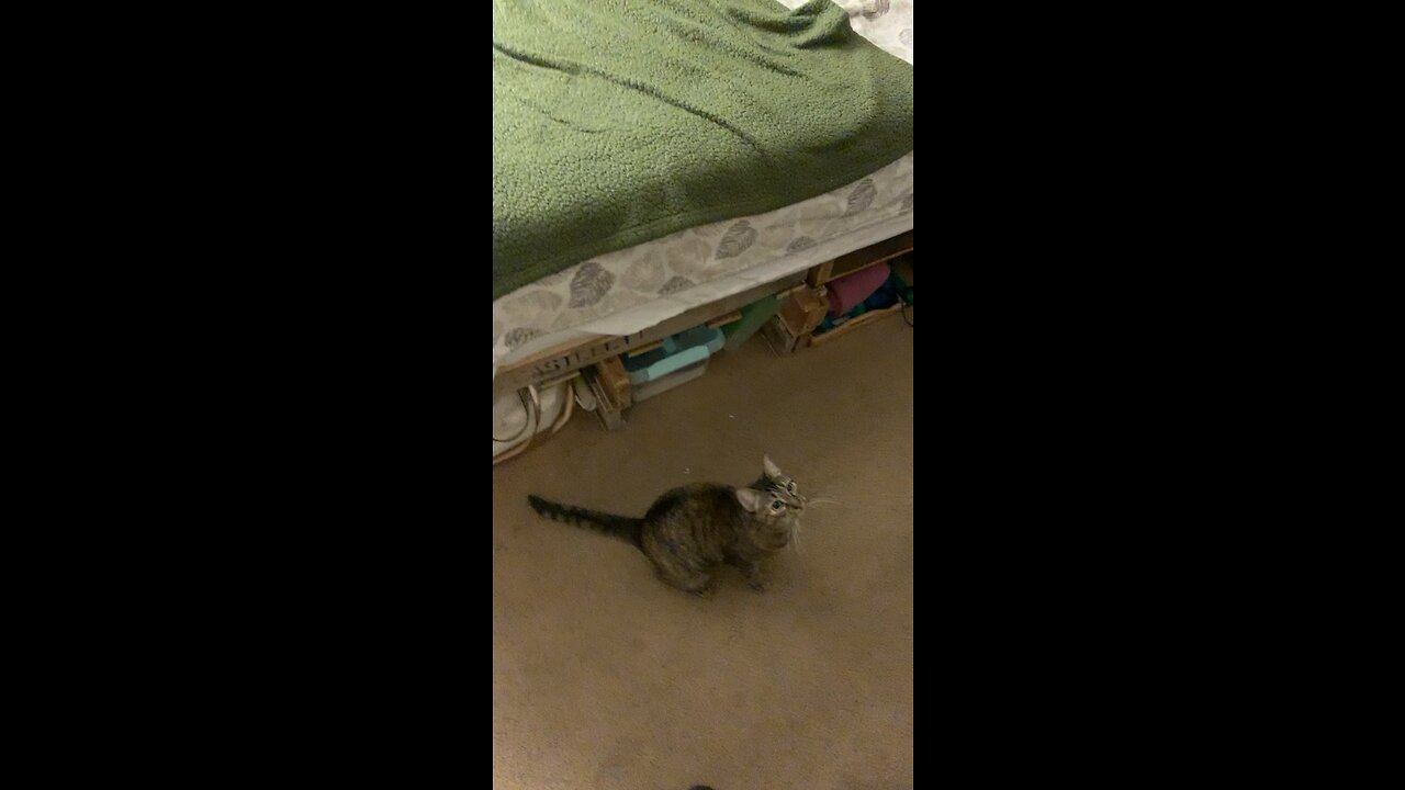 Kitty wants her hair-tie