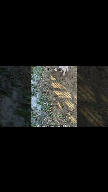 Ollie loves to chase the Ball #shorts