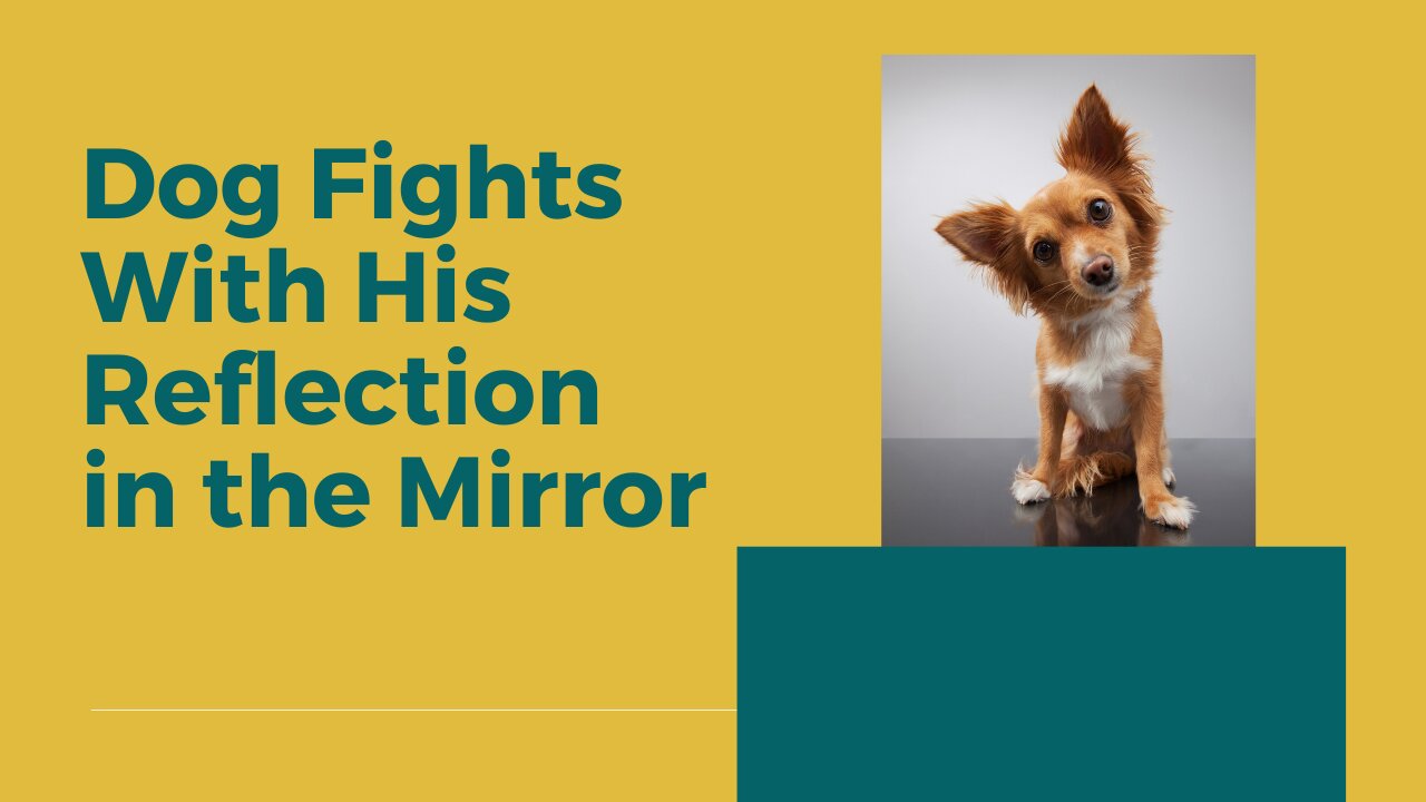 Dog fights with his reflection in the mirror, funny dog, dog lovers