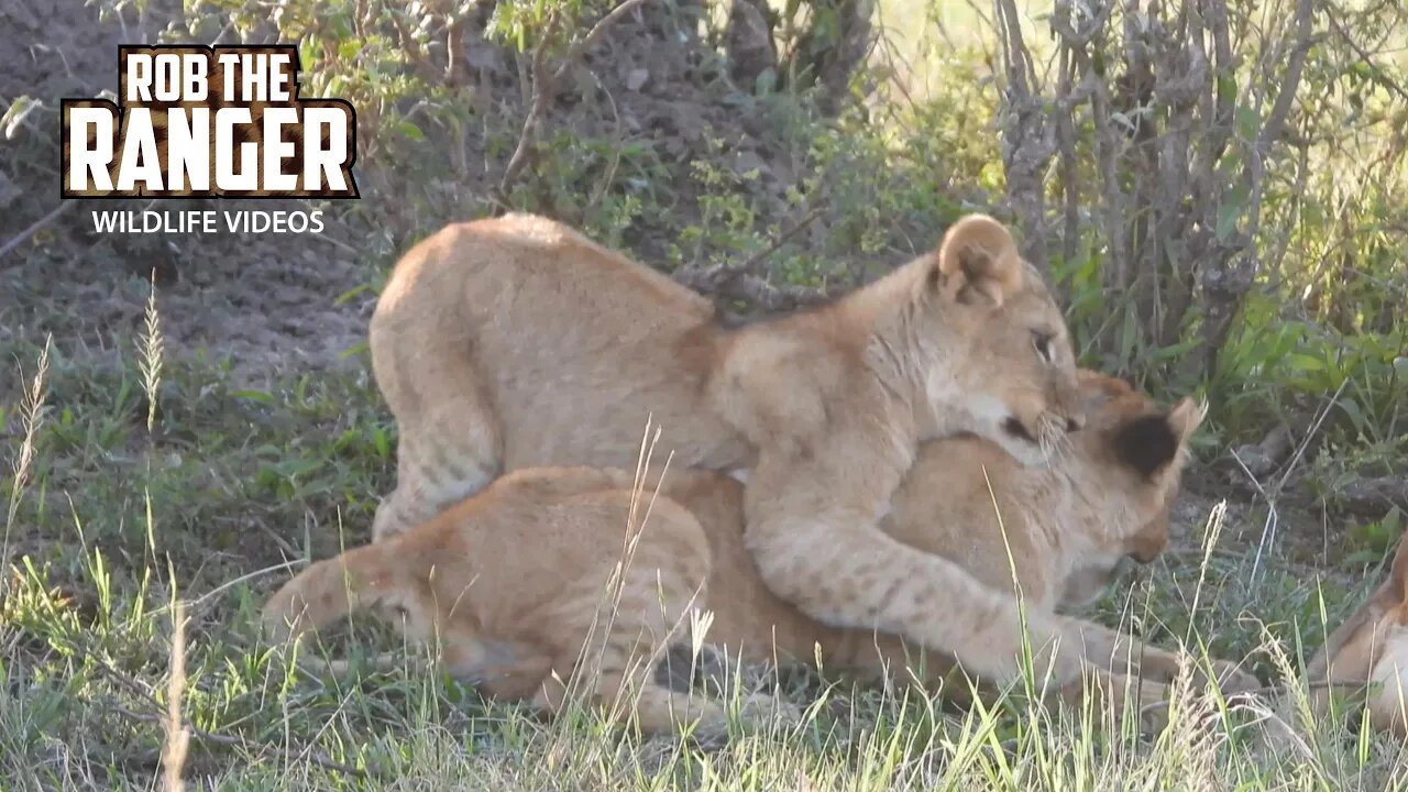 Lion Cubs play In The Shade | Maasai Mara Safari | Zebra Plains