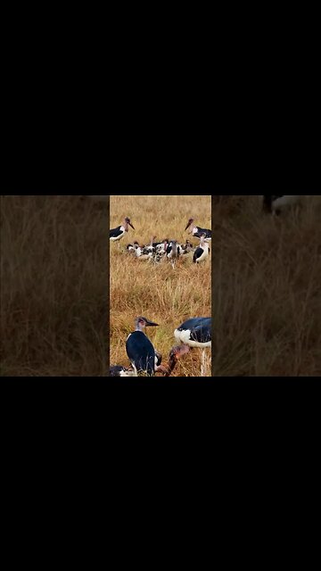 A Feast For Scavengers #shorts