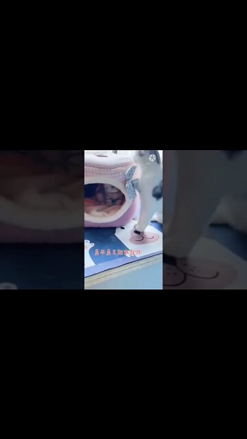 Cat funny videos || cat tiktok || cat instagram || cat training #short video@Global Amazing