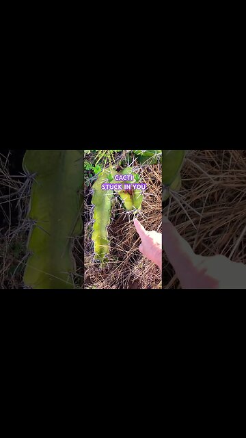 🌵STUCK ON YOU🌵