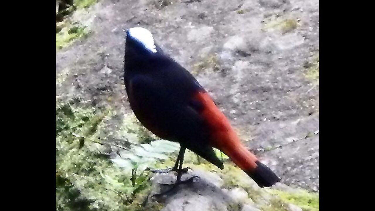 White-capped water Redstart bird video