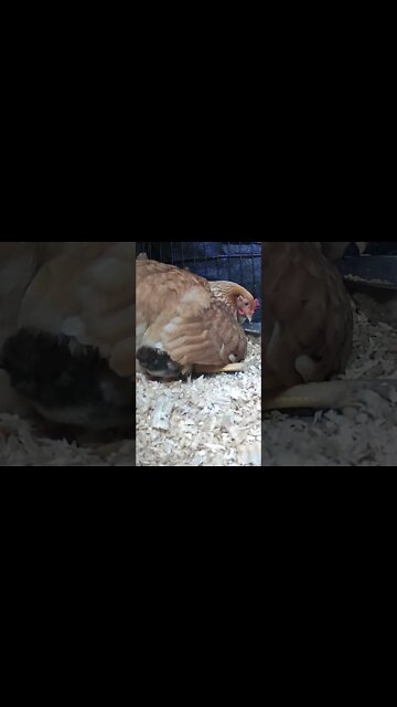 The secret lives of baby chicks