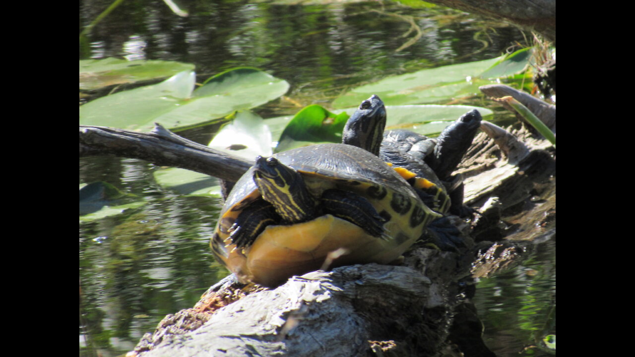 A walk with turtles