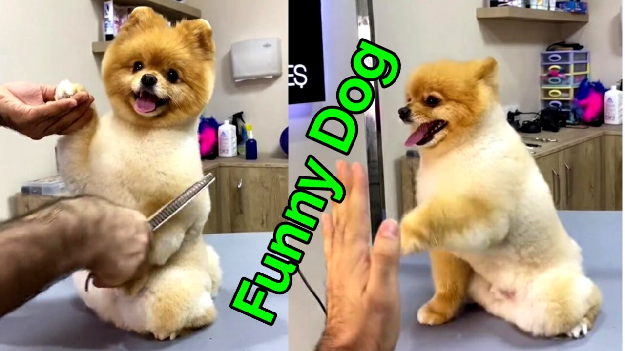 Funny and cute Dog amazing video