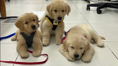 Three Golden Retriever Brothers