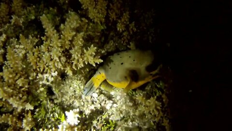 Great Barrier Reef night dive with a dog face pufferfish!! Also known as a blackspotted puffer