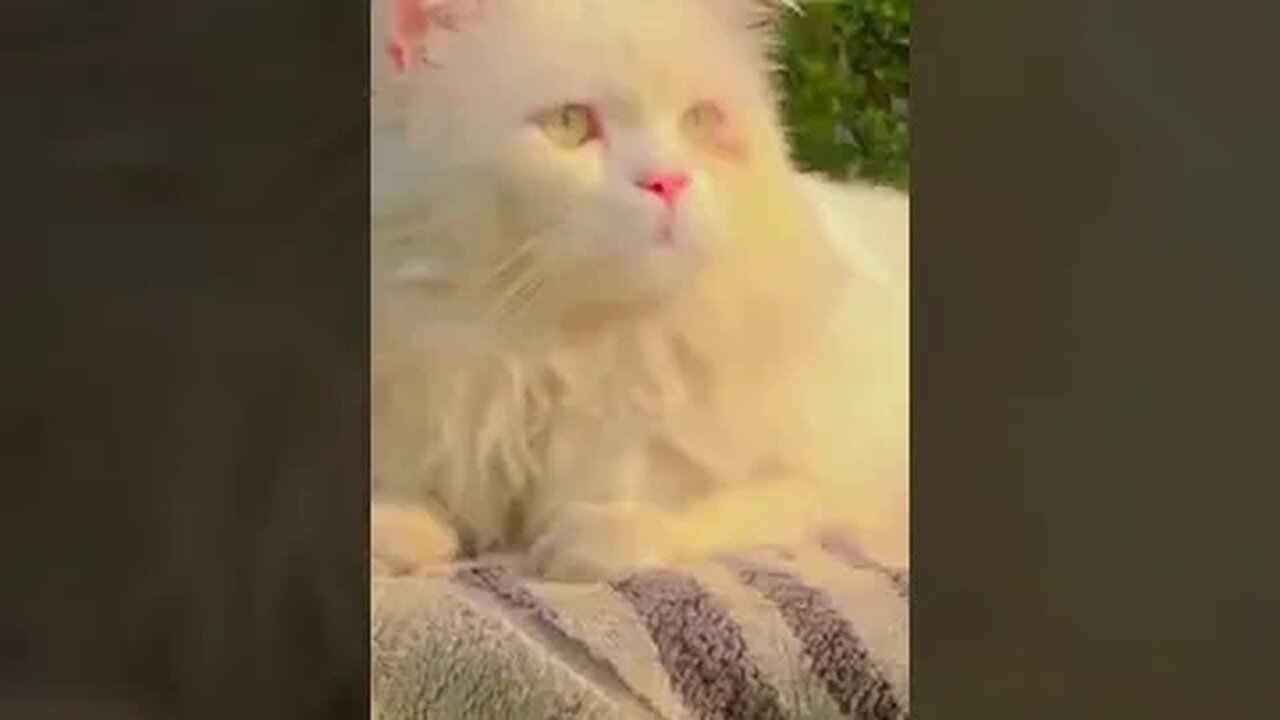 Beautiful cat #ytshort #youtubeshort #reaction