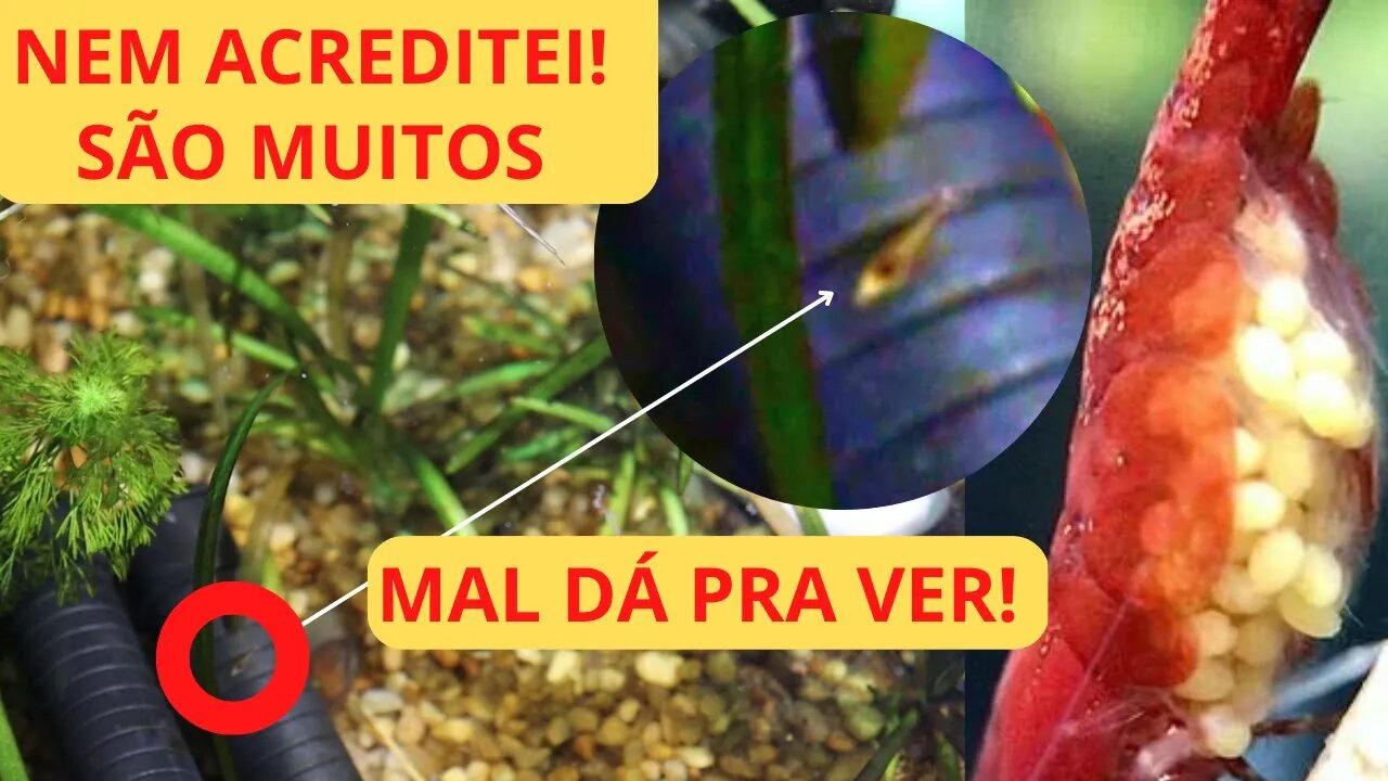 🔴 Filhotes de Camarões NEOCARIDINA FÁCIL reprodução