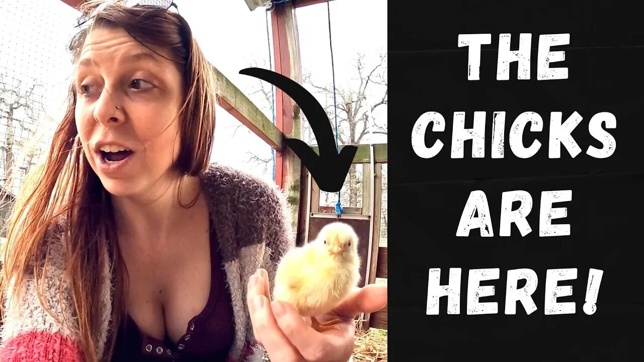 CHICKS Are Here! | 100 Cornish X Meat Chickens In The Mail!