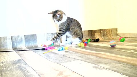 Catching the Cat Toy Is a Priority