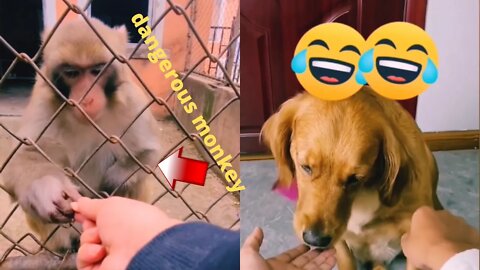 Best Pet Videos 🐶🐱- Favorite Funny Animal Cuts😂