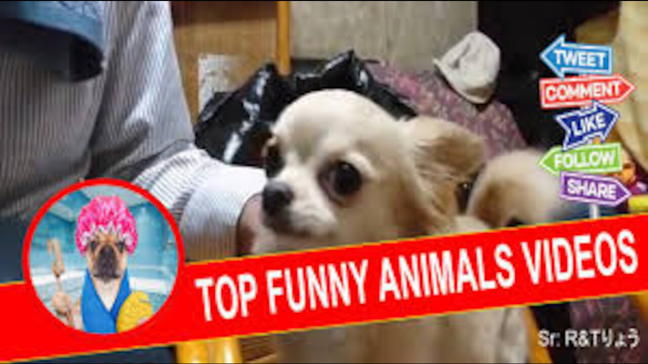 Super HARD TRY NOT TO LAUGH CHALLENGE - Funny ANIMAL compilation