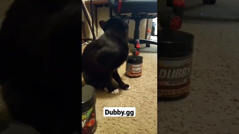 Kitty ad 3 #shorts #shortsvideo #shortsfeed #catvideos