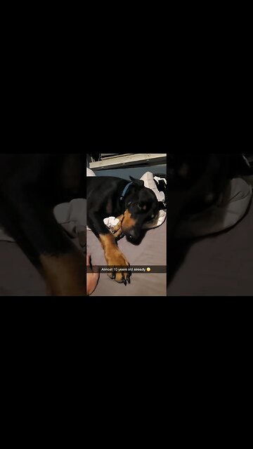 🤣Found a SPOILED ROTTEN #Doberman in the bed #dobermanlove #dobermanplanet #dobermanpinscher #dobies