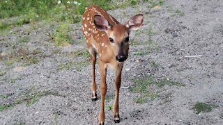 Curious Fawn