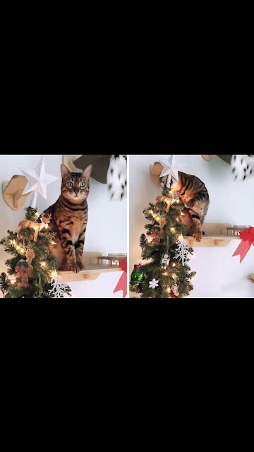 Cheeky cat tires to steal the star a top the Christmas tree