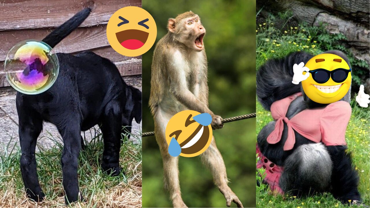 Funny Animal Videos 2022 😂 - Best Dogs And Cats Videos