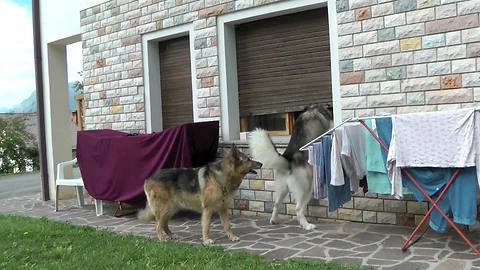 Clever Alaskan Malamute finds way inside home