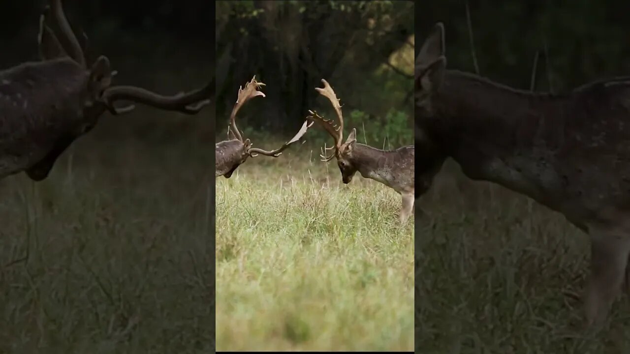 Fallow Deer Sparring #shorts #short