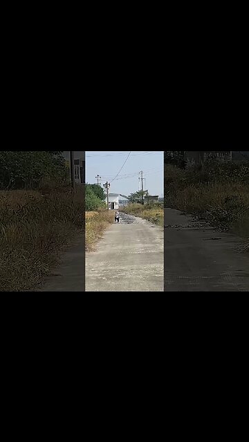 When people throw away unnecessary things, Dog thinks they are treasures, and happily picks them up.