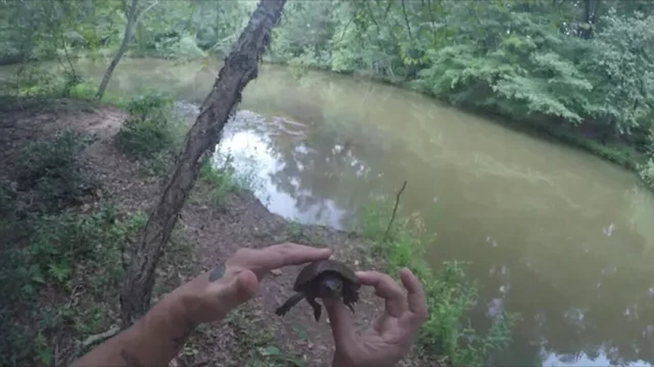 De-snagging palm size turtle while camping