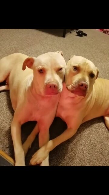 It's safe to say that these dogs are the very best of friends