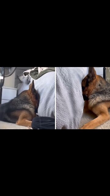 German Shepherd Ashamed That He Went Through the Trash