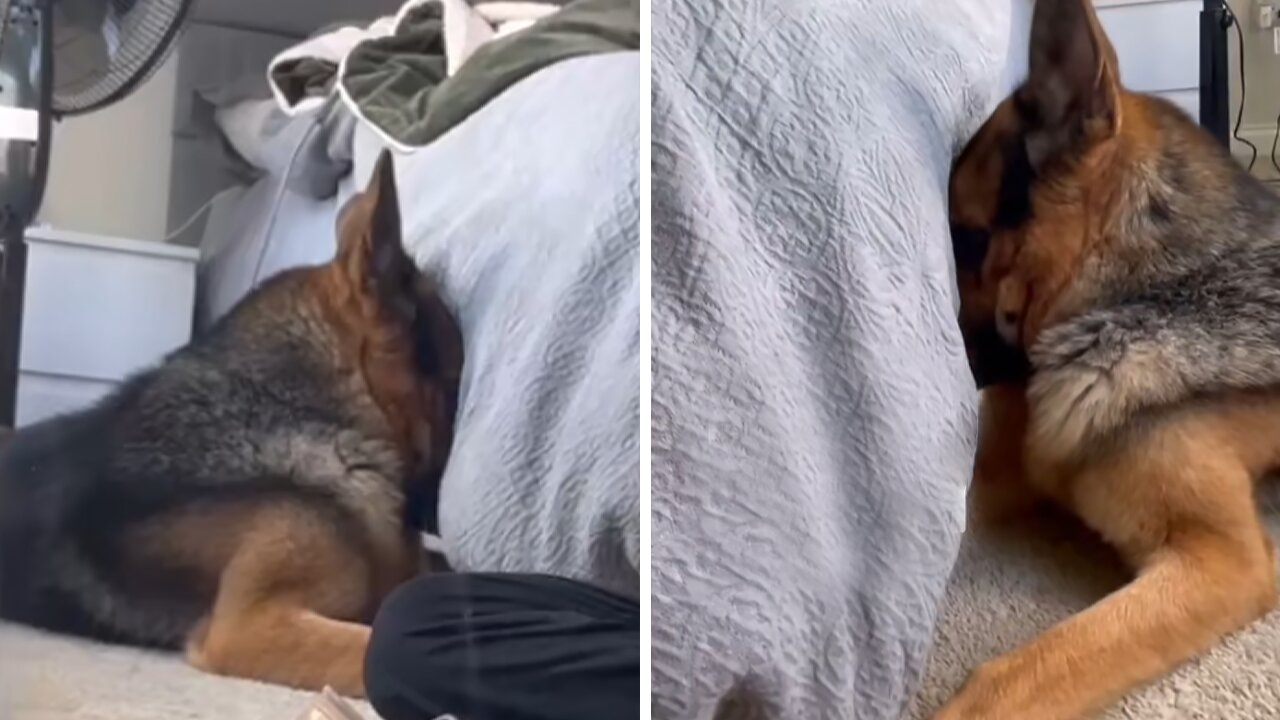 German Shepherd Ashamed That He Went Through the Trash