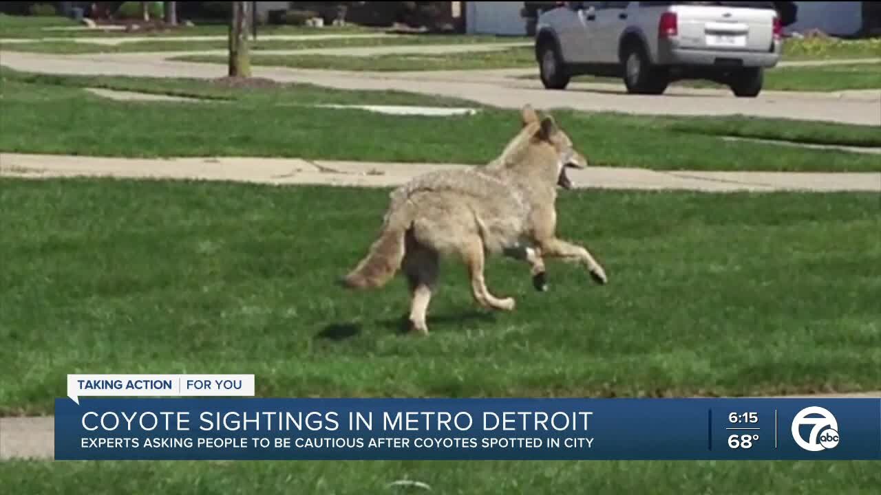 Experts asking people to be cautious after coyotes spotted in metro Detroit