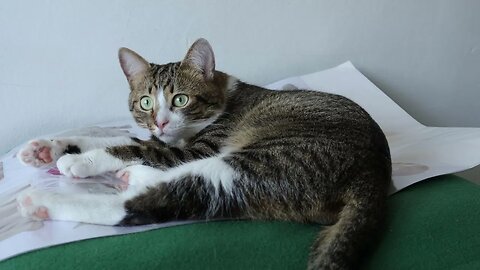 This Cat Is so Attached to His Cat Stickers