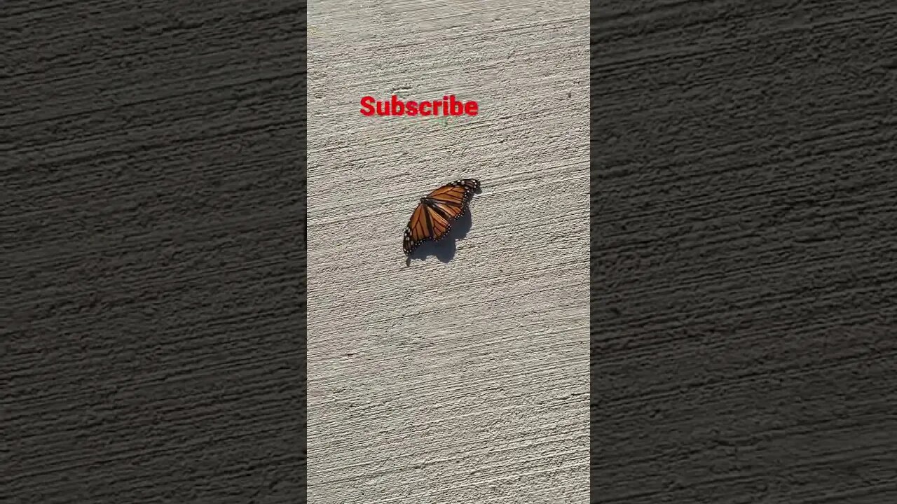 Dead monarch in China! 😭 #shorts