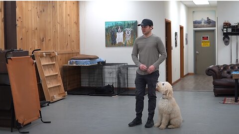 Teach any dog to walk nice on the leash