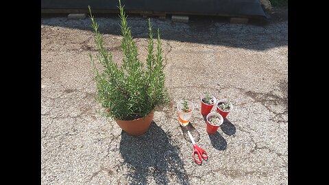 Propagating Herb Plants