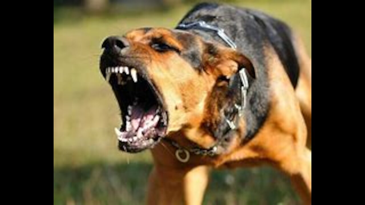 How To Make Dog Become Fully Aggressive With Few Simple Tips and tricks!