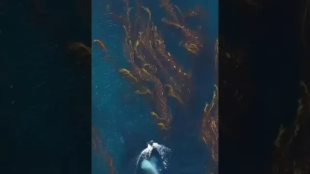 The underwater world is wonderful!