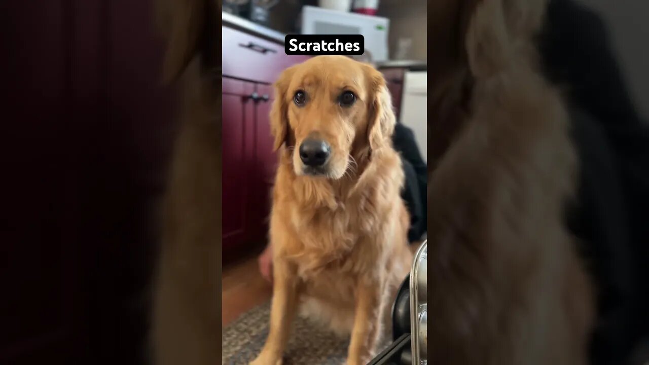 #goldenretrievers love scratches