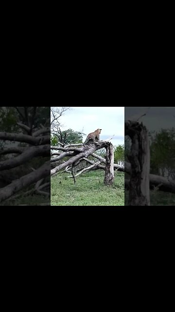 The Leopards of Londolozi