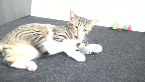 I Like to Play with My Mouse