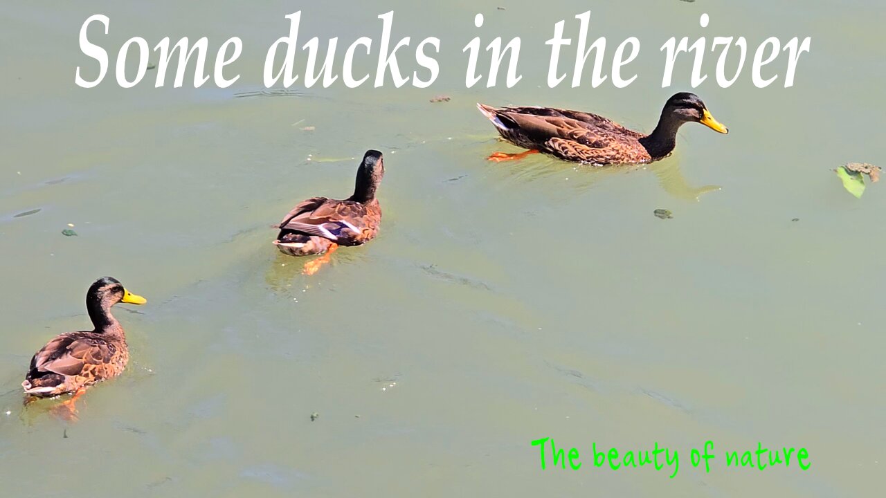 Some ducks in the river / beautiful water birds in the river / beautiful animals.