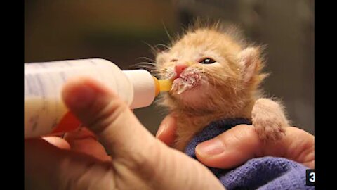 CUTE is not Enough 😺😺 Lovely Baby cat drink milk from feeding bottle