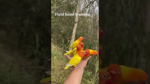 Amazing Field Hand Training 🔥#shorts #short #viral