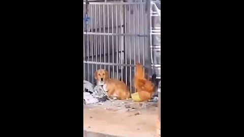 Funny animals🐈🐕🦮